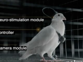 脳にチップを埋め込まれた「スパイ鳩」ロシアが開発する生体ドローンは“自爆する鳥”の悪夢へと変わるのか