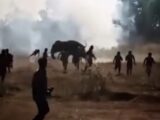 10日間で22人殺害… インドの「シリアルキラー象」が止まらない！ 住民は屋根の上で震えて眠る地獄絵図