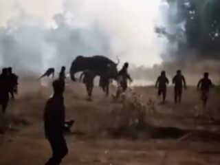 10日間で22人殺害… インドの「シリアルキラー象」が止まらない！ 住民は屋根の上で震えて眠る地獄絵図