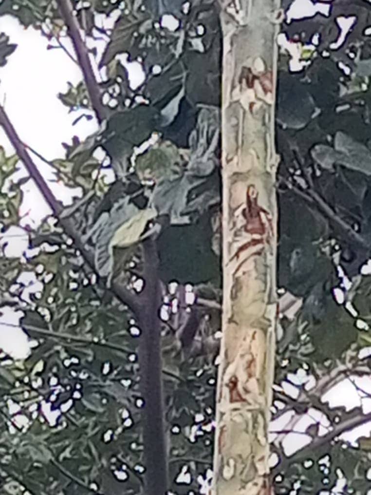 「電柱に聖母マリアが降臨した」数千人が殺到するパニック！ 当局が“奇跡の電柱”を物理的に撤去する異常事態＝ルワンダの画像2