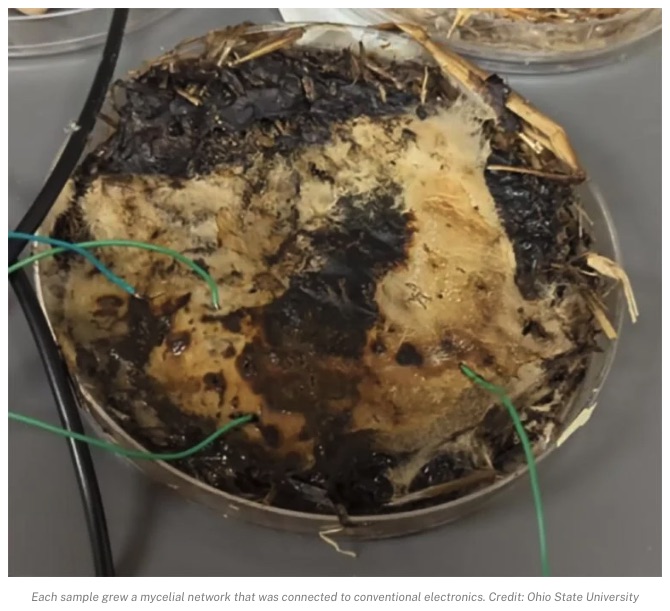 キノコを使った「生きたコンピュータ部品」が開発される！  菌糸が“メモリ”として機能することを確認の画像3