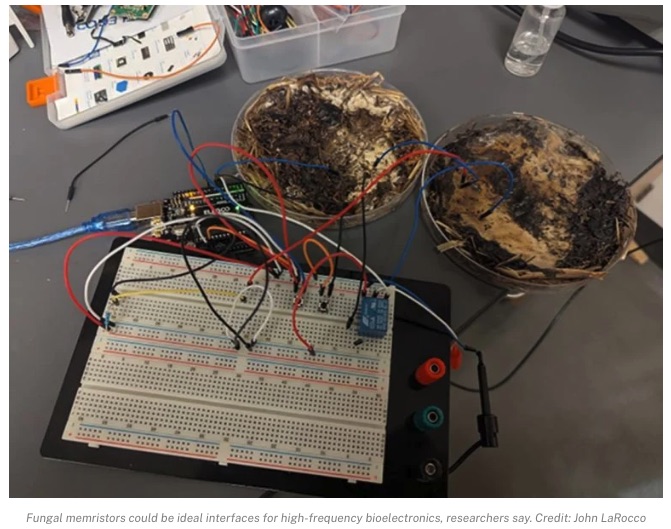 キノコを使った「生きたコンピュータ部品」が開発される！  菌糸が“メモリ”として機能することを確認の画像2