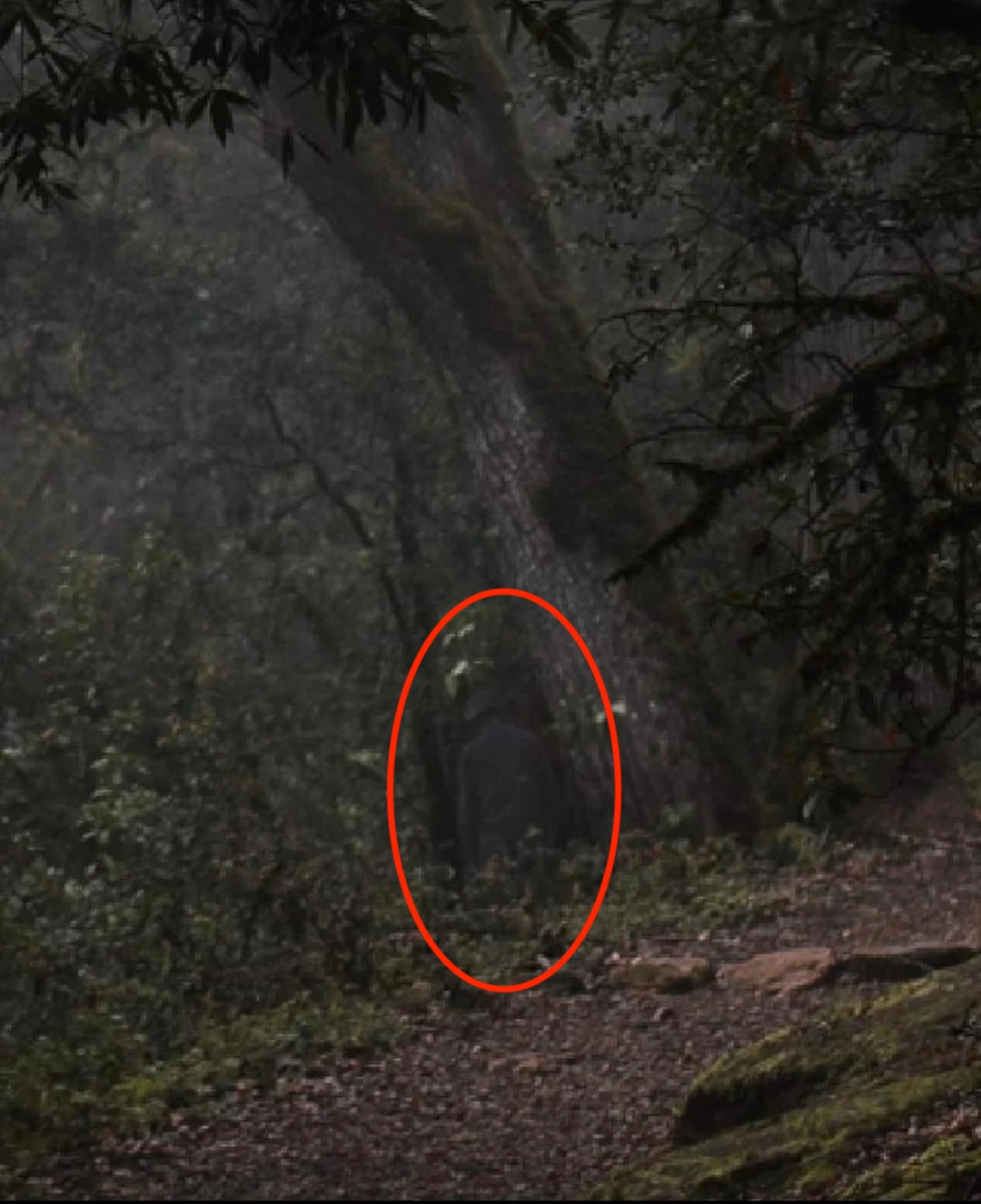 【戦慄】世界の心霊写真6選！霧の中に潜む怪人、階段に浮かぶ頭部… カメラが捉えた戦慄の瞬間の画像7