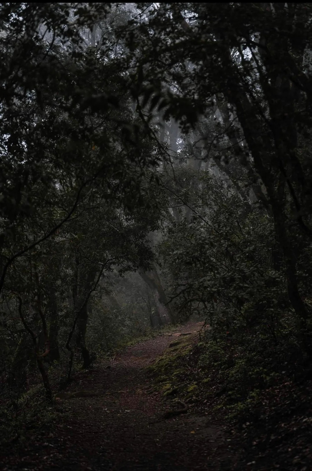 【戦慄】世界の心霊写真6選！霧の中に潜む怪人、階段に浮かぶ頭部… カメラが捉えた戦慄の瞬間の画像6