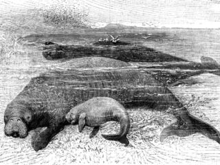 人間を恐れず、逃げなかった優しい巨獣… 体重10トンの「ステラーカイギュウ」が史上最短で絶滅させられた理由