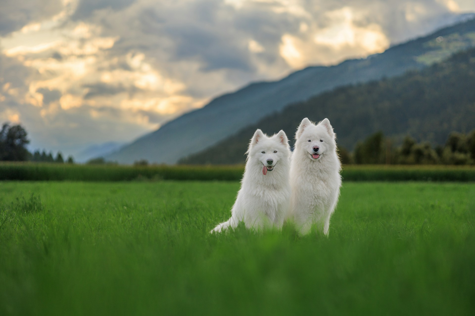 死んだ愛犬を“巨額の費用”でクローン再生した女性が直面した残酷な現実、見た目は同じでも…の画像1
