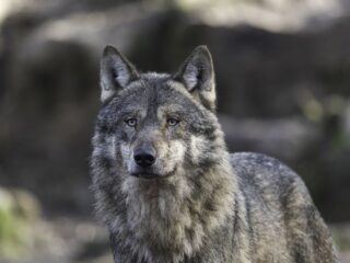 チェルノブイリの狼がガン耐性を獲得して進化中！ 放射能汚染地帯で起きている驚愕の生物学的変化とは