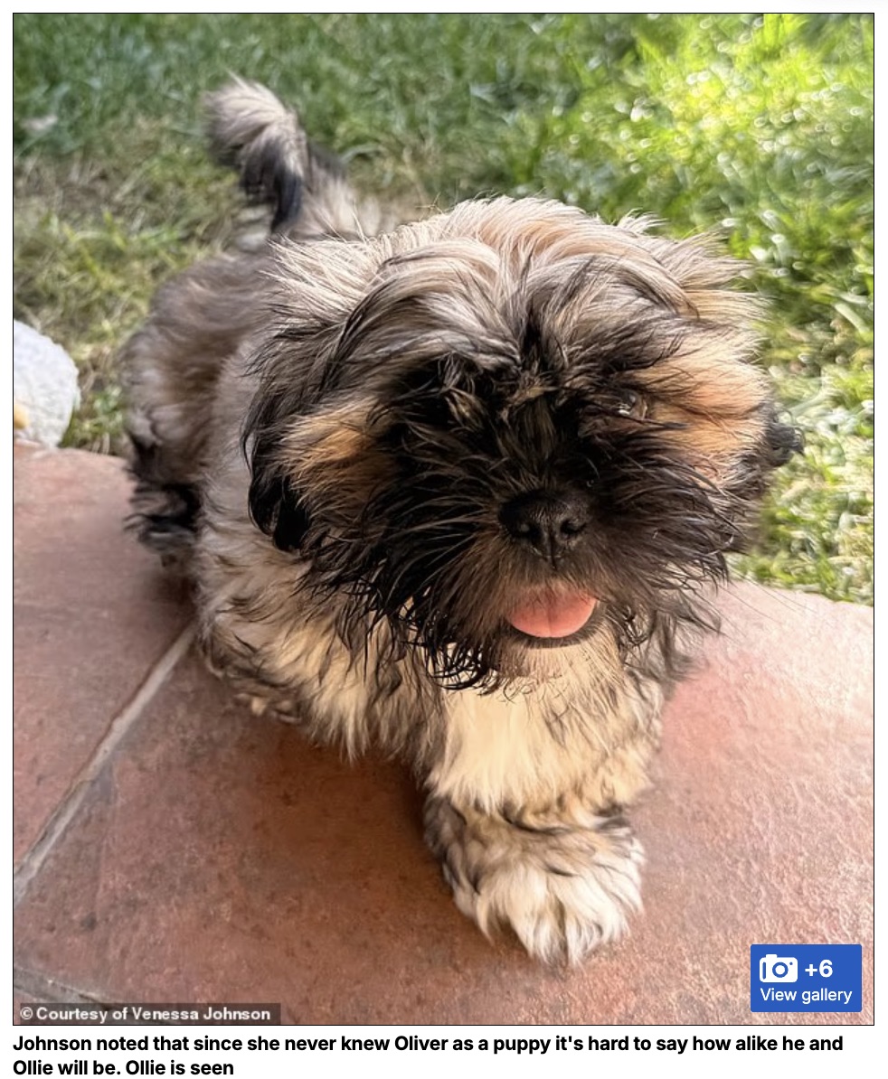 死んだ愛犬を“巨額の費用”でクローン再生した女性が直面した残酷な現実、見た目は同じでも…の画像4