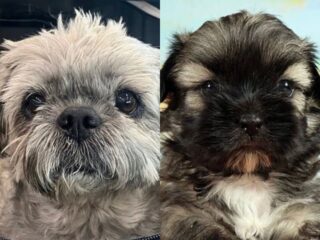 死んだ愛犬を“巨額の費用”でクローン再生した女性が直面した残酷な現実、見た目は同じでも…