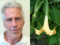 エプスタインは「人をゾンビ化させる毒草」を栽培していた!?
