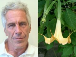 エプスタインは「人をゾンビ化させる毒草」を栽培していた!? 自由意志を奪う禁断の植物と機密ファイルが暴いた薬物支配の闇