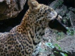 【科学者が警戒】最大致死率88％「マールブルグ病」拡散の鍵？ アフリカの洞窟で確認された“異種間感染の可能性”