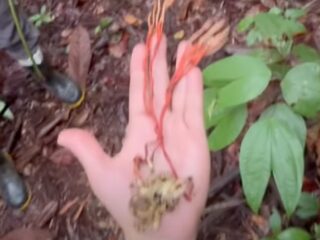 『THE LAST OF US』の悪夢が現実に!? アマゾンで世界最大級のタランチュラが「ゾンビ菌」に寄生される衝撃発見