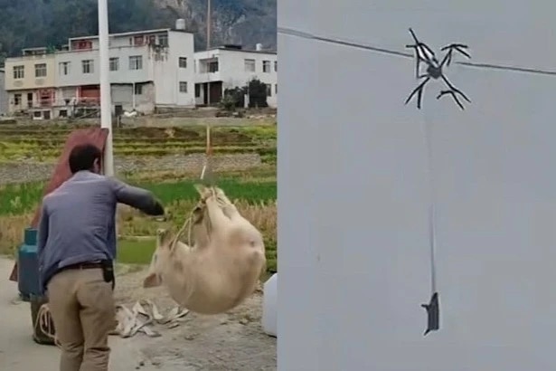 “空飛ぶ豚”が「村を全停電」させた!? ドローンで家畜を運ぼうとした農家の末路…の画像2