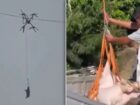 “空飛ぶ豚”が「村を全停電」させた!? ドローンで家畜を運ぼうとした農家の末路…