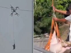 “空飛ぶ豚”が「村を全停電」させた!? ドローンで家畜を運ぼうとした農家の末路…