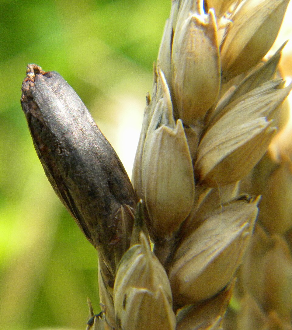 セイラム魔女裁判の真犯人は「幻覚カビ」!? 集団狂気を生んだのは“ライ麦パン”だったのかの画像2