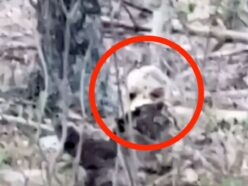 「宇宙人」か「妖精」か!? 森の切り株から覗く“大きな黒い目の生物”の正体とは＝アパラチア山脈