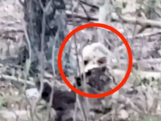 「宇宙人」か「妖精」か!? 森の切り株から覗く“大きな黒い目の生物”の正体とは＝アパラチア山脈