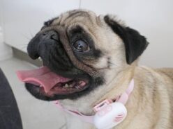 愛犬の心の声が聞けるAI翻訳首輪「ドリトル」予想外のカオスに・・・