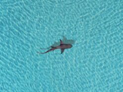 サメからコカインや鎮痛剤を検出！ 美しいリゾートの海で起きている「見えない汚染」の恐怖