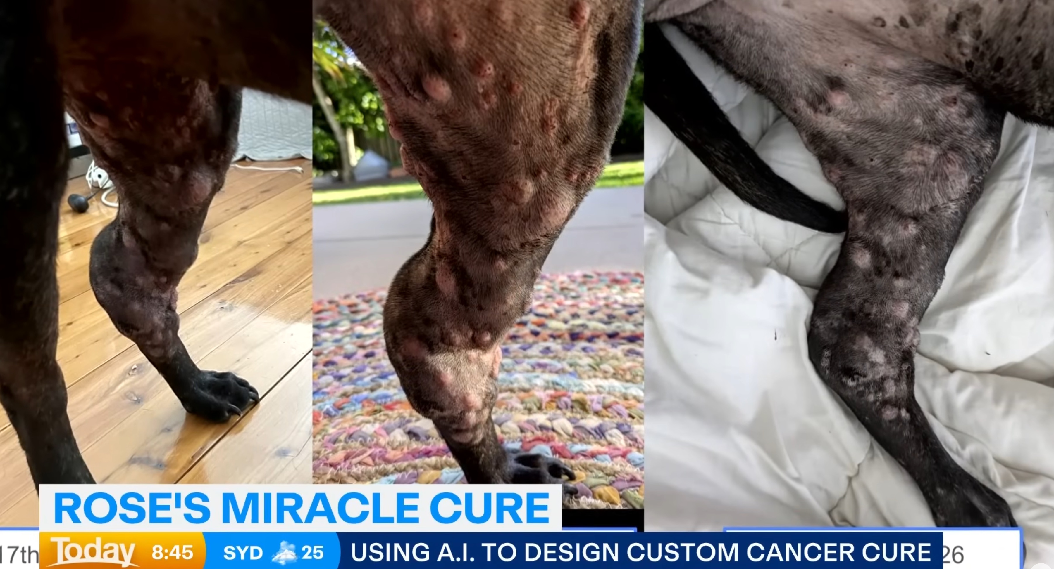 余命数ヶ月… ガン宣告を受けた愛犬のため、飼い主がChatGPTを使って「世界に一つだけの特効薬」を開発！ 奇跡の復活劇の画像3