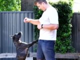 余命数ヶ月… ガン宣告を受けた愛犬のため、飼い主がChatGPTを使って「世界に一つだけの特効薬」を開発！ 奇跡の復活劇