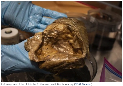 エイリアンの卵… ではなかった！ 深海で発見された黄金のオーブ、3年の調査で判明した"まさかの正体"の画像2