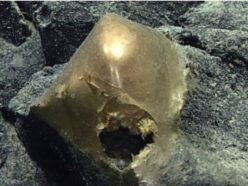 エイリアンの卵… ではなかった！ 深海で発見された黄金のオーブ、3年の調査で判明した"まさかの正体"
