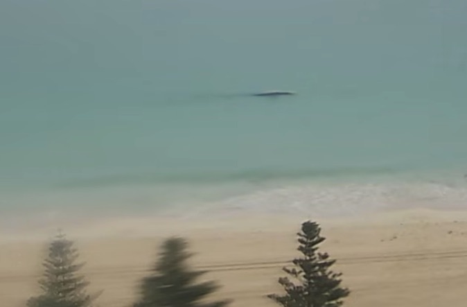 オーストラリアの海に「ネッシー」出現!? 波打ち際を泳ぐ“巨大すぎる何か”の正体とはの画像1