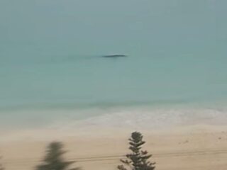 オーストラリアの海に「ネッシー」出現!? 波打ち際を泳ぐ“巨大すぎる何か”の正体とは