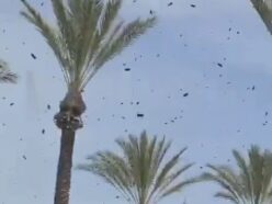 イスラエル上空を黒く染める「数万匹の蜂の大群」！ カラスに続く異常事態に“聖書の裁き”とパニックの声