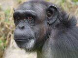 人間×チンパンジー交配を国家公認で強行！ ソ連科学者イワノフの"赤いフランケンシュタイン計画"の戦慄