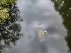 【謎の水没車】どうやって川に落ちたのか？ 橋も道路もない場所で発見されたミステリーカーの謎