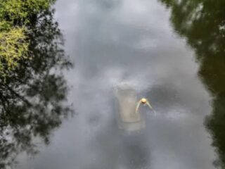 【謎の水没車】どうやって川に落ちたのか？ 橋も道路もない場所で発見されたミステリーカーの謎