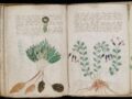 「ヴォイニッチ手稿」遂に解読成功か!?