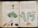 ヴォイニッチ手稿を解読した!? スペインの学生が開発したソフトウェアで「世界で最も謎めいた書物」を解読したと主張