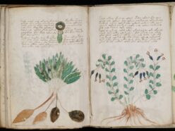 ヴォイニッチ手稿を解読した!? スペインの学生が開発したソフトウェアで「世界で最も謎めいた書物」を解読したと主張