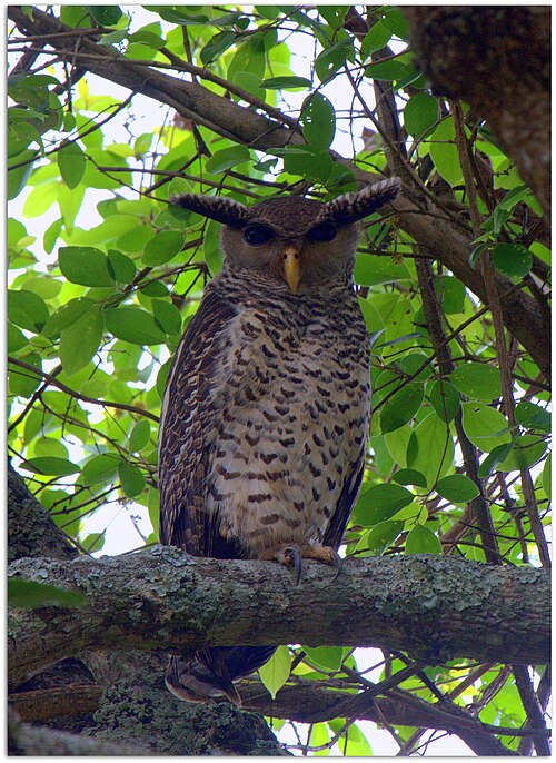 人間のような悲鳴を上げる未確認生物「悪魔の鳥（ウラマ）」とは？ スリランカの怪鳥伝説の残酷な由来とその正体の画像2