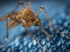 数百万匹の蚊が「生物兵器」として空から撒かれていた!? 機密解除文書が暴いた米軍“蚊の大群・致死作戦”のヤバすぎる実態