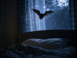 噛まれた傷がないのに「狂犬病」で死亡!? カナダの11歳少年がコウモリから感染した「見えない傷」の恐怖とは