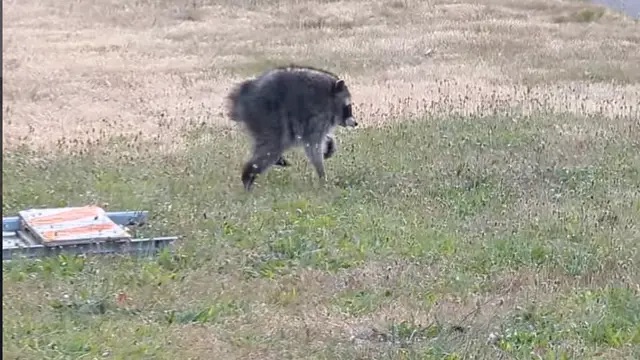 猫背でひょこひょこ歩く「謎の生物」、住宅街に出没 —— ネットが沸いた「ジモシー」の正体の画像1