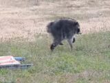猫背でひょこひょこ歩く「謎の生物」、住宅街に出没 —— ネットが沸いた「ジモシー」の正体