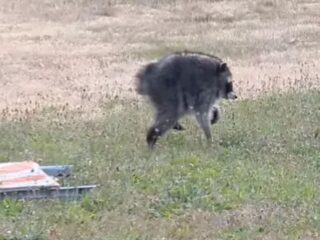 猫背でひょこひょこ歩く「謎の生物」、住宅街に出没 —— ネットが沸いた「ジモシー」の正体