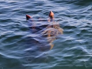 【史上最高のUMA写真】伝説の怪物「オゴポゴ」の正体は“潜水中のカモ”だった!?