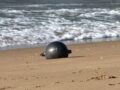 オーストラリアの浜辺に漂着した謎の金属球の正体とは!?