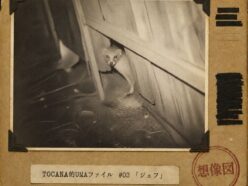 【TOCANA的UMAファイル #03】「喋るマングース、“ジェフ”」 ── 誰も見ていない、自称・世界で八番目の不思議