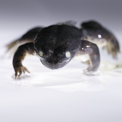 カエルは1983年に絶滅した″口から出産”するカエル ——「ラザロ計画」は40年前の冷凍標本で蘇らせられるか？の画像2