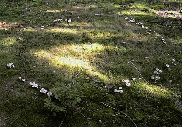 「妖精の輪」は逃亡の軌跡だった…?自分が汚した土から後戻りできず、ただ前進し続けるキノコの生存戦略の画像2