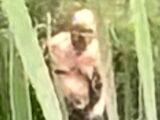 濁った沼をよろめく「非人間的な影」の正体は身長145cmの幼体ビッグフットか、水浴び中の高齢男性か